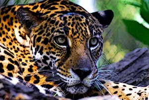 Mayan-Animals-Jaguar