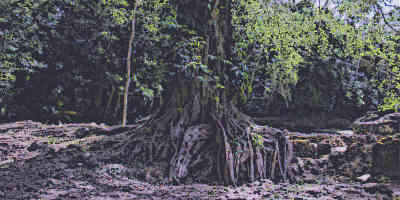Mayan Tree of Life
